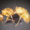 female 01
