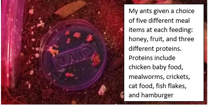 Ant meals.JPG
