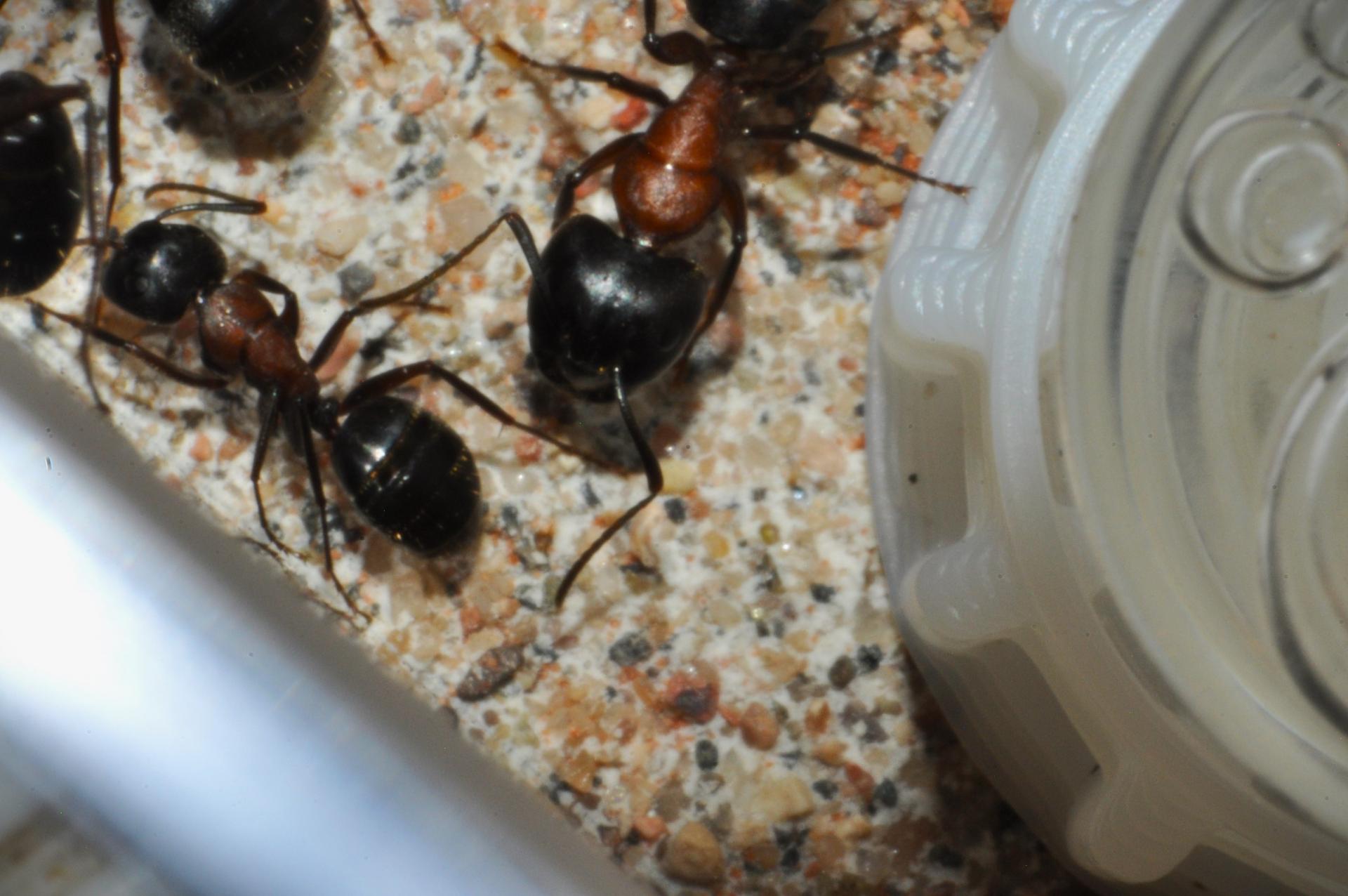 Camponotus novaeboracensis.JPG