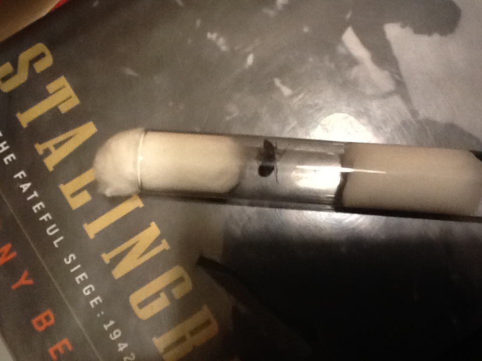 image.jpeg