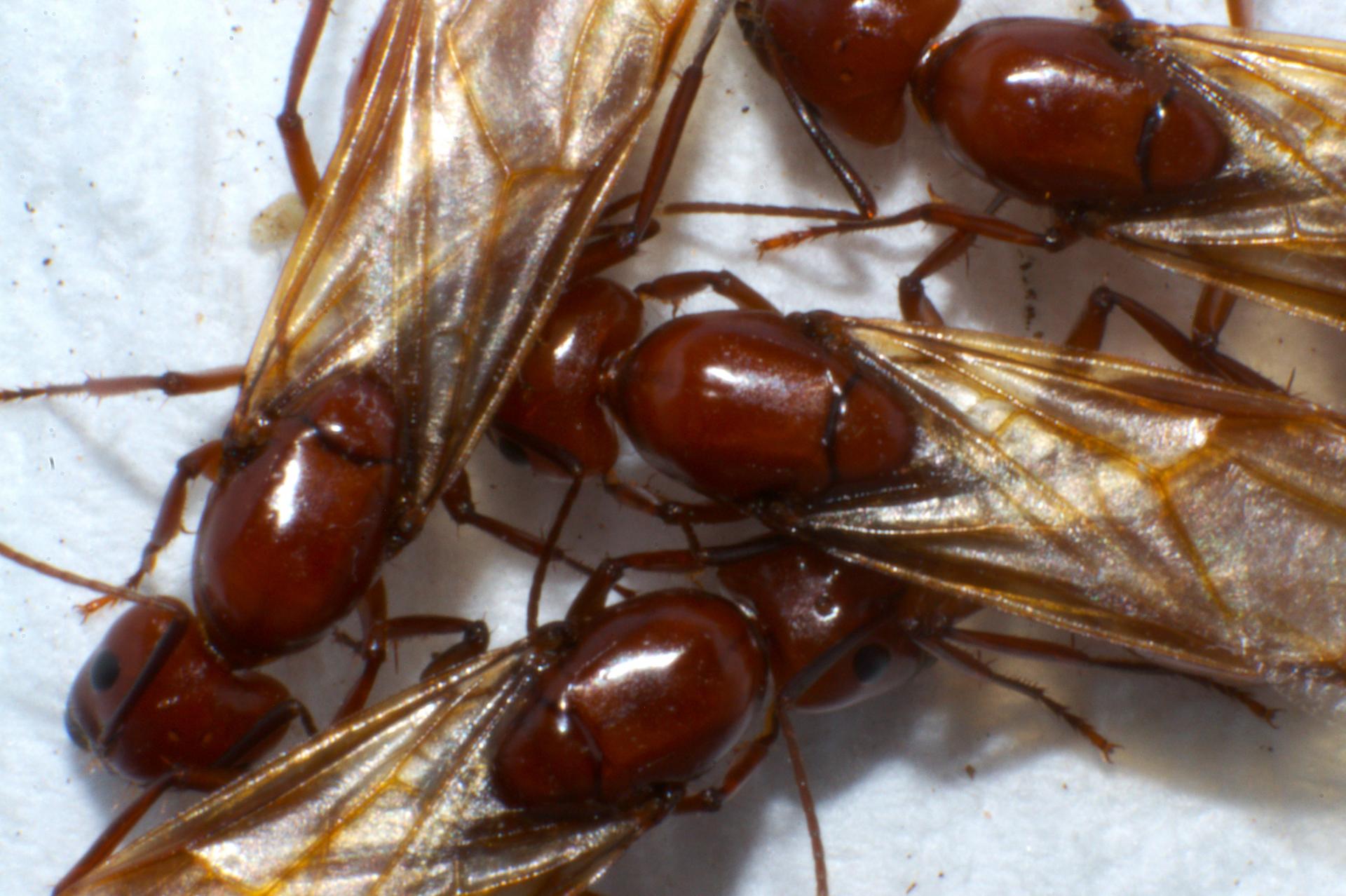 Camponotus castaneus queens.jpg