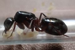 Cvicinus1.jpg