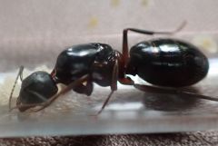 Cvicinus2.jpg