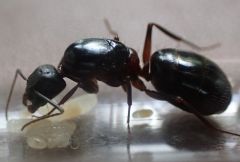 Cvicinus3.jpg