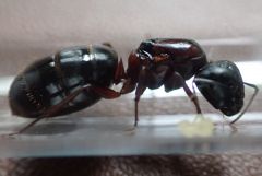 Cnovaeboracensis2.jpg