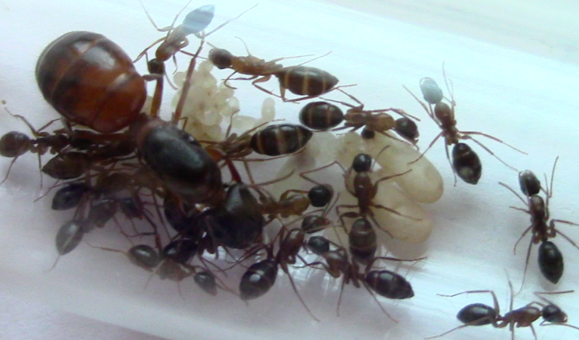 Screen Shot 2021-09-09 at 4.36.16 PM.png