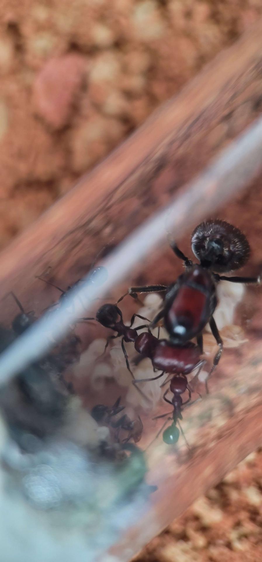 Giant Ant biting me, ouch! - Field Herp Forum