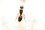 Bracchymyrmex's Photo