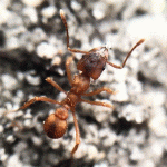 My First Camponotus Colony Now Has 8 Nanitics - last post by Evanthomas89