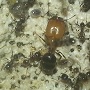 Dspdrew's Pheidole navigans Journal [10] (Discontinued) - last post by antmaniac