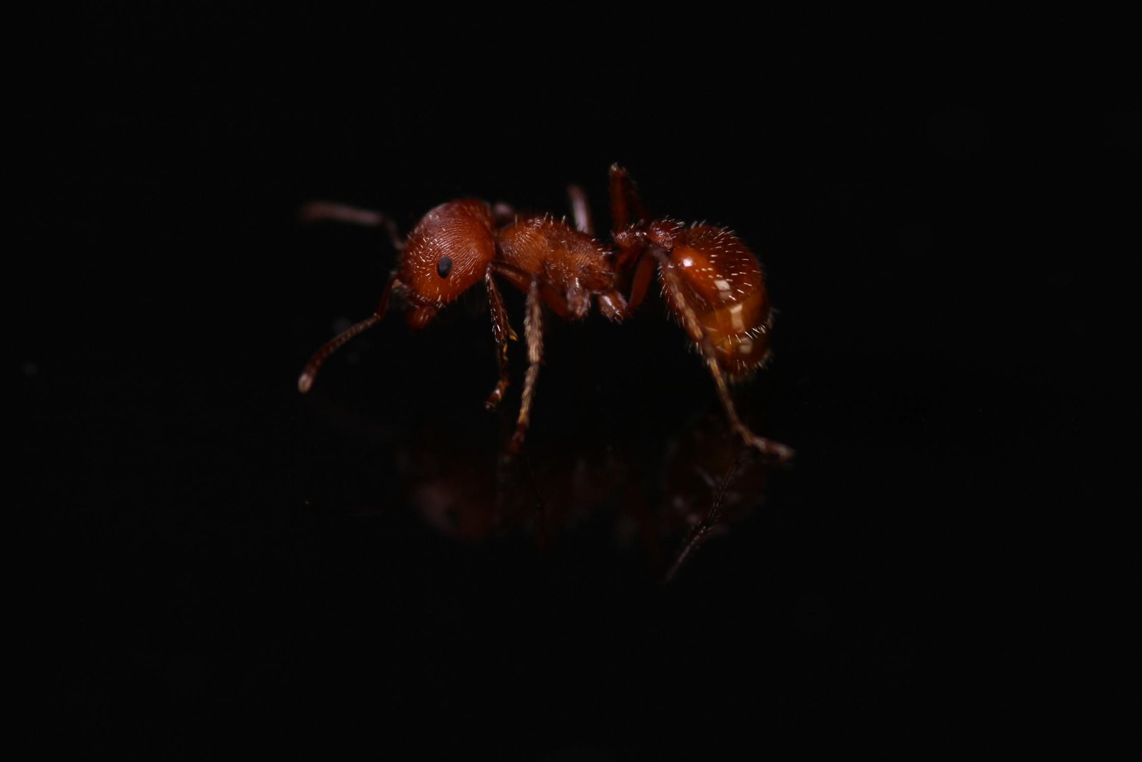 Ants4fun's Photo