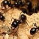 How to trap formica ants invading house - last post by antnest8
