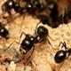 T.C's Camponotus pennsylvanicus (1st nanitic after a year! ) - last post by antnest8