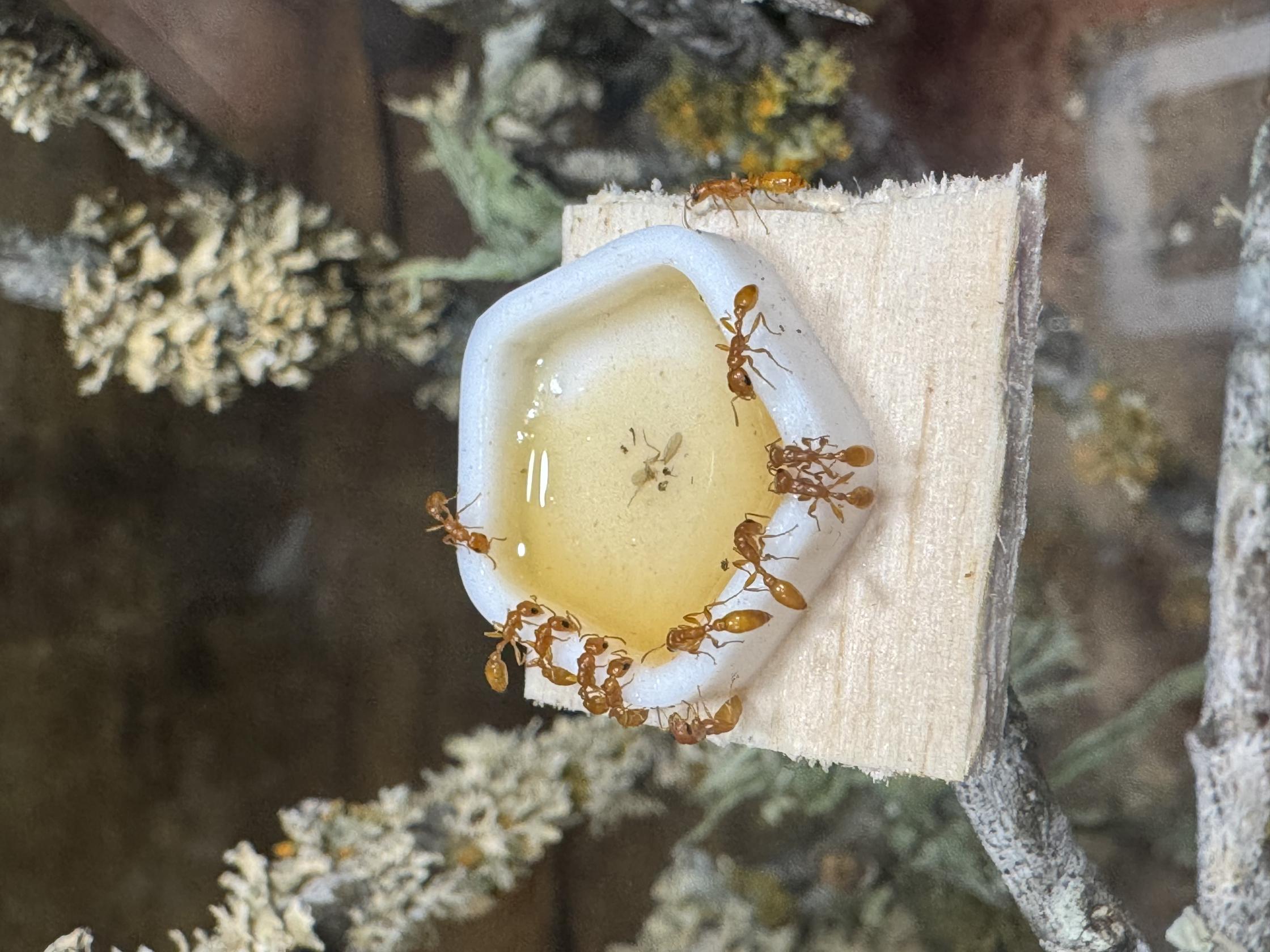 Artimusclydeperez's Photo