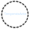 Protein abundance and size correlation in monomoroph ants - last post by Temperateants