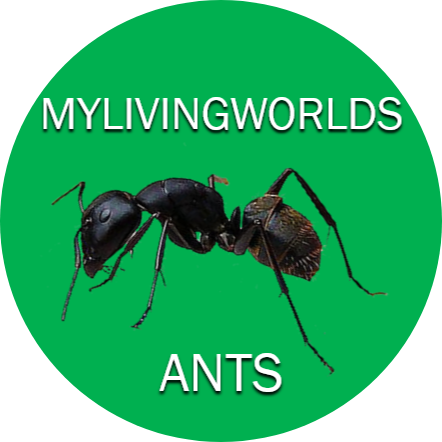 MylivingworldsAnts's Photo