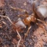 European ants close to hibernation? - last post by Jeoff82