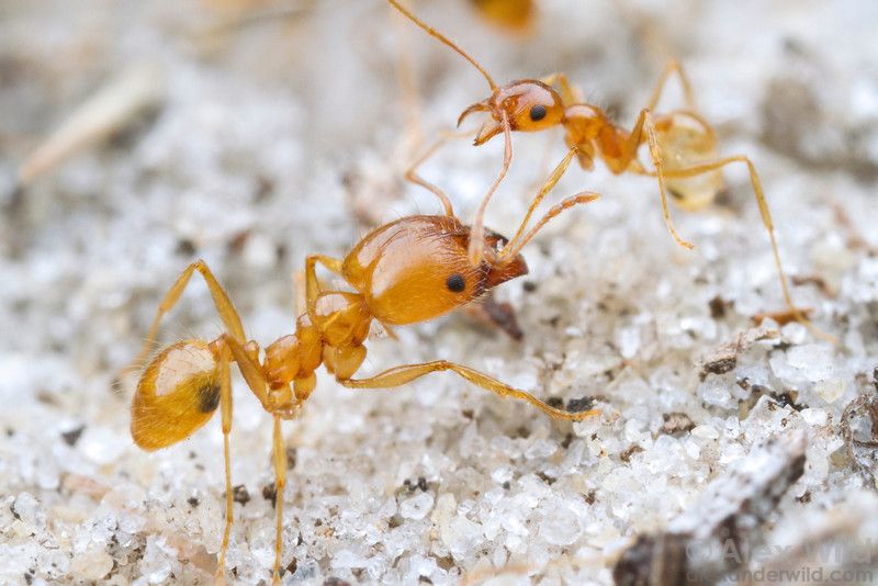 LowQualityAnts's Photo