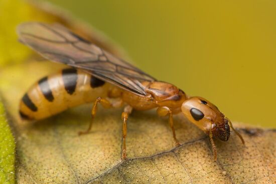 OwlThatLikesAnts's Photo