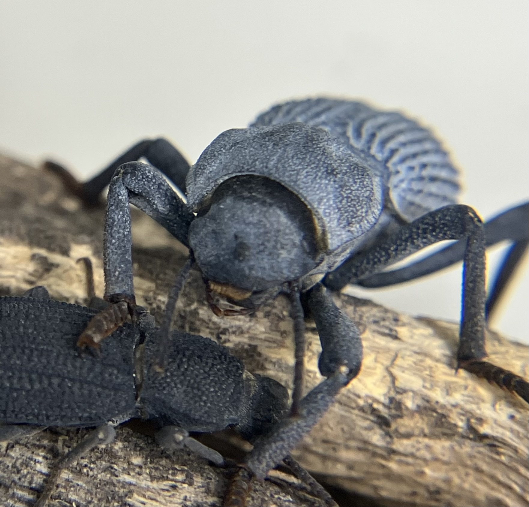 MyrmecologyMaven's Photo