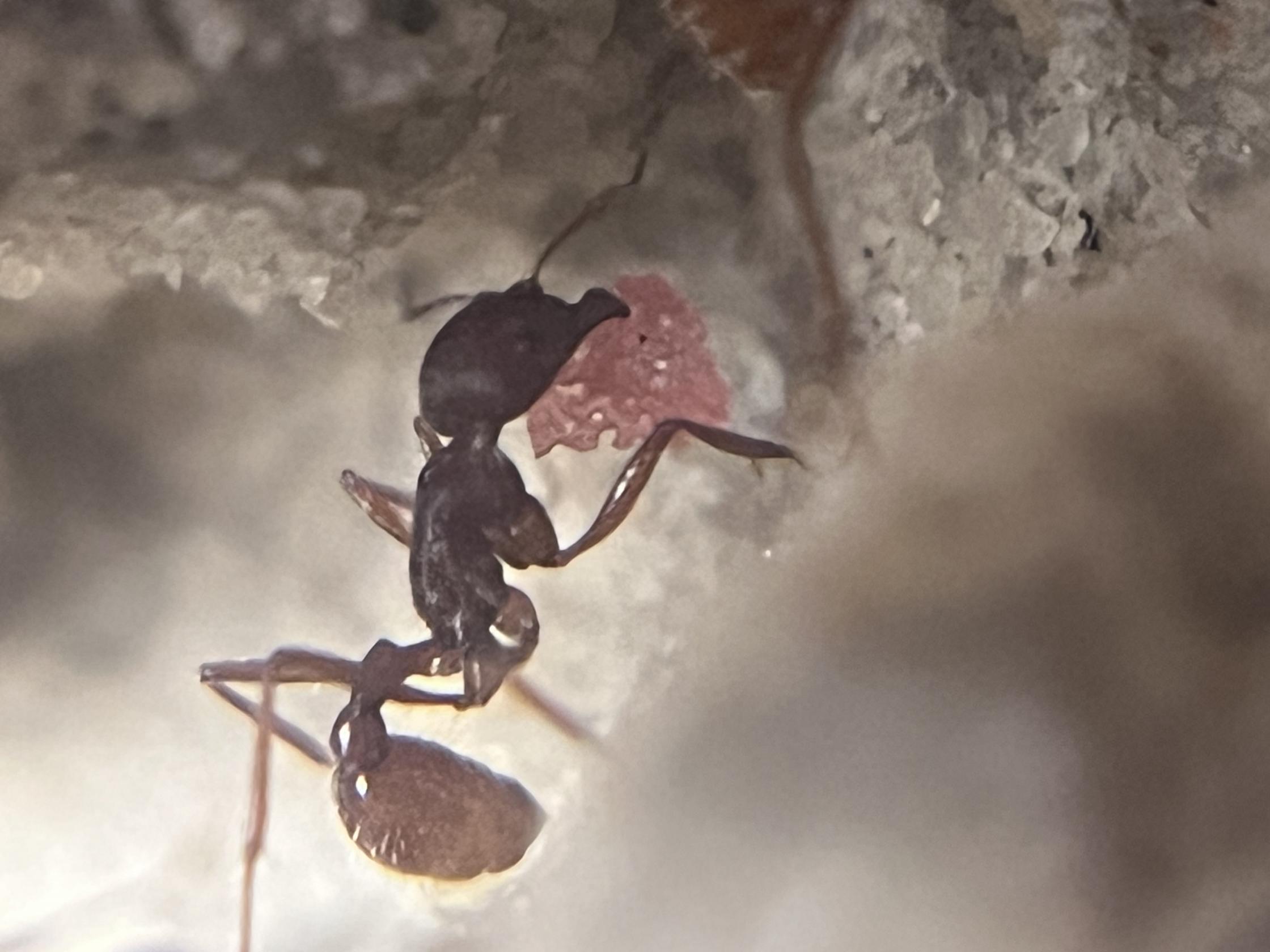 Felix-tha-Ant's Photo