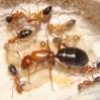 Two ant queens needing ID (Florida) - last post by Aaron567