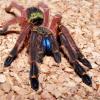 Giving away 3 Solenopsis Xyloni Queens for free - last post by SirAnticus