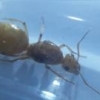 Female Alate Ant ID (Pheidole navigans) (Costa Mesa, Orange County, CA) (8-16-2013) - last post by Gregory2455