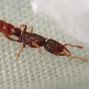 Queen Ant ID (Lasius cf. flavus) (Twin Peaks, CA) (8-28-2014) - last post by AntsAreUs