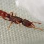 camponotus novaeboracensis for sale/trade for formica fusca - last post by AntsAreUs