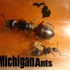 Lasius claviger (?) Queen with Prenolepis imparis Workers experiment - last post by MichiganAnts