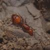 Iridomyrmex queen has hardly any eggs - last post by NZAntKeeper