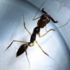 What are the ants doing when - last post by Alabama Anter