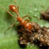 Pogonomyrmex Queens - Northglenn, CO, 06/29 and 06/30 - last post by Solenoqueen