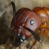 Pogonomyrmex badius: Claustral or Semi-claustral? - last post by AntswerMe