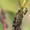 Footage of Polyergus breviceps Raiding Formica montana - last post by AnthonyP163