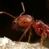 Caring and Keeping Pogonomyrmex Californicus??? - last post by MrPurpleB