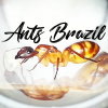 What is this? - last post by AntsBrazil