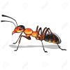 Orange ant southern maine - last post by Diesel