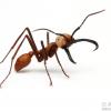 Ben's Ant Colony Adoption - last post by benjiwuf