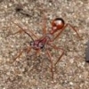 Some Australian Camponotus - last post by Guzzer