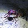 Camponotus with first workers. - last post by CrazyLegs