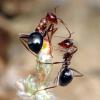 Ant ID please - South Texas Ant 2 - last post by Agonzalez4771
