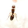 Do you name your Queens? - last post by Bracchymyrmex