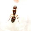 Prenolepis imparis - last post by Bracchymyrmex