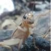 How to find Prenolepis imparis - last post by superjman