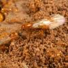 Mealworms and Possibly Fruit Flies - last post by Tpro4