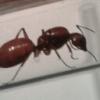 Camponotus subbarbatus - General advice? - last post by xTNxANTMANx