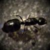 Ant First Aid - last post by Naturenut1233