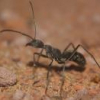 My Ant Blog! - last post by Belph